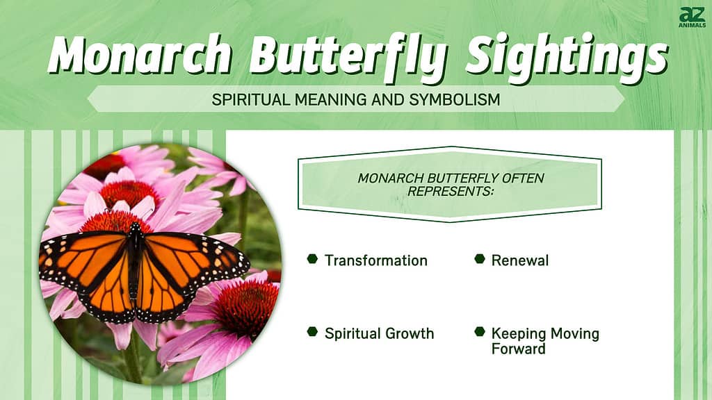 Avistamentos de bolboreta monarca: significado espiritual e simbolismo