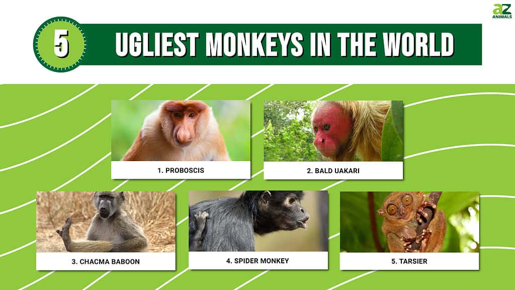 Le 5 scimmie più brutte del mondo