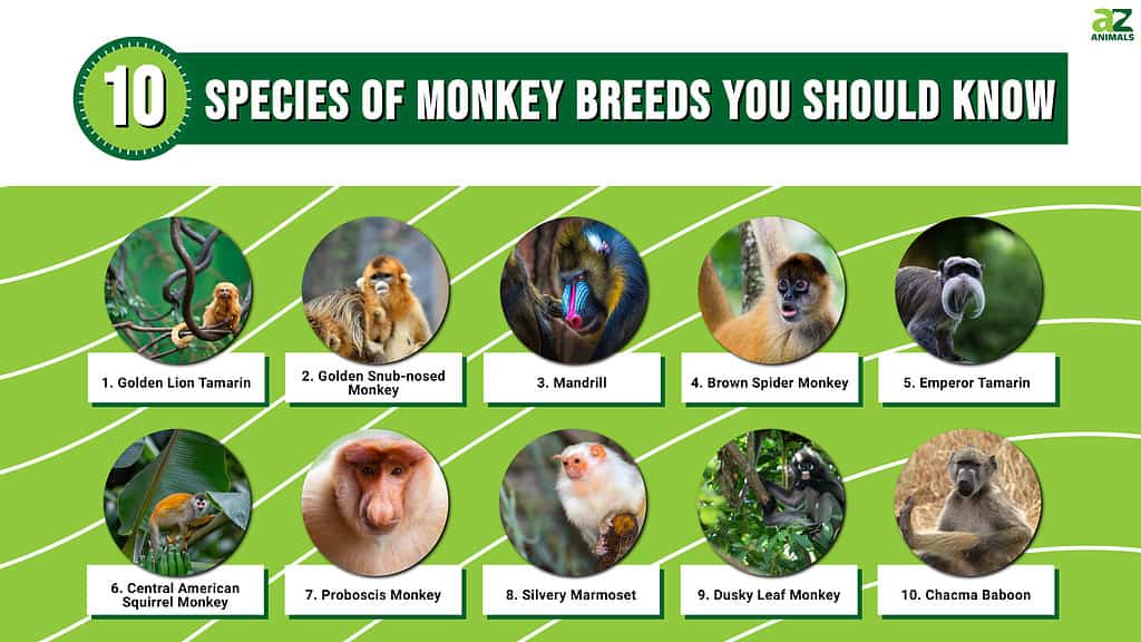 Виды обезьян: 10 видов пород обезьян, которые вы должны знать