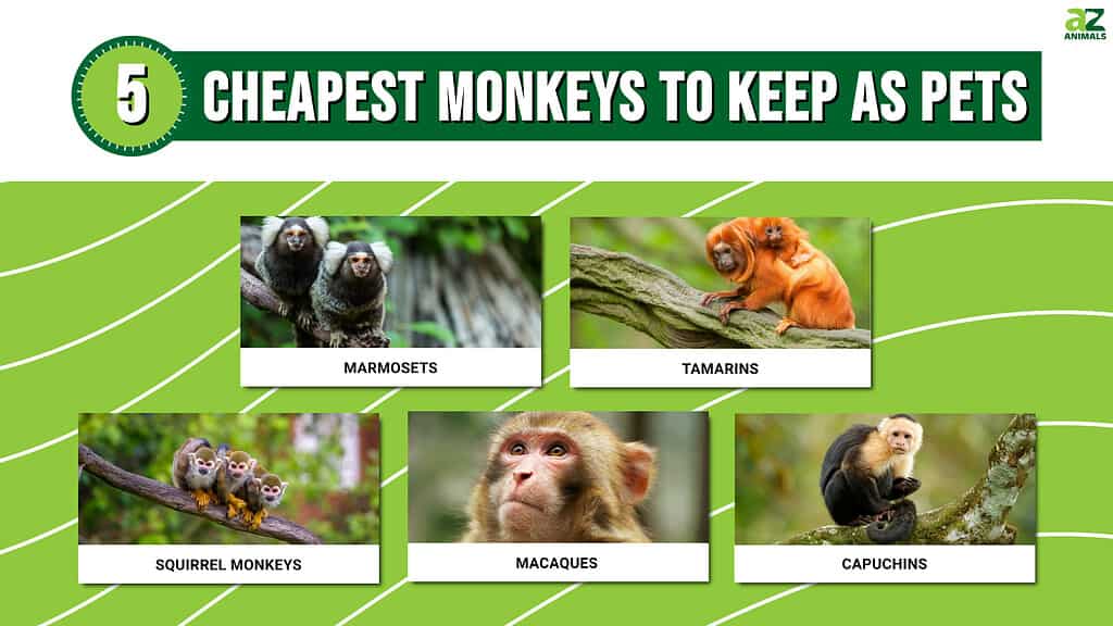 5 ลิงที่ถูกที่สุดที่จะเลี้ยงเป็นสัตว์เลี้ยง