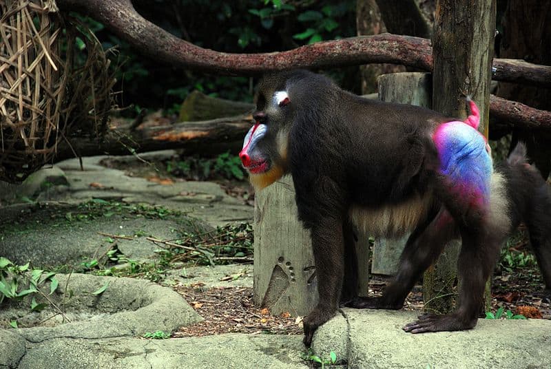 Rødrumpede aber vs. blårumpede aber: Hvilke arter er der tale om?