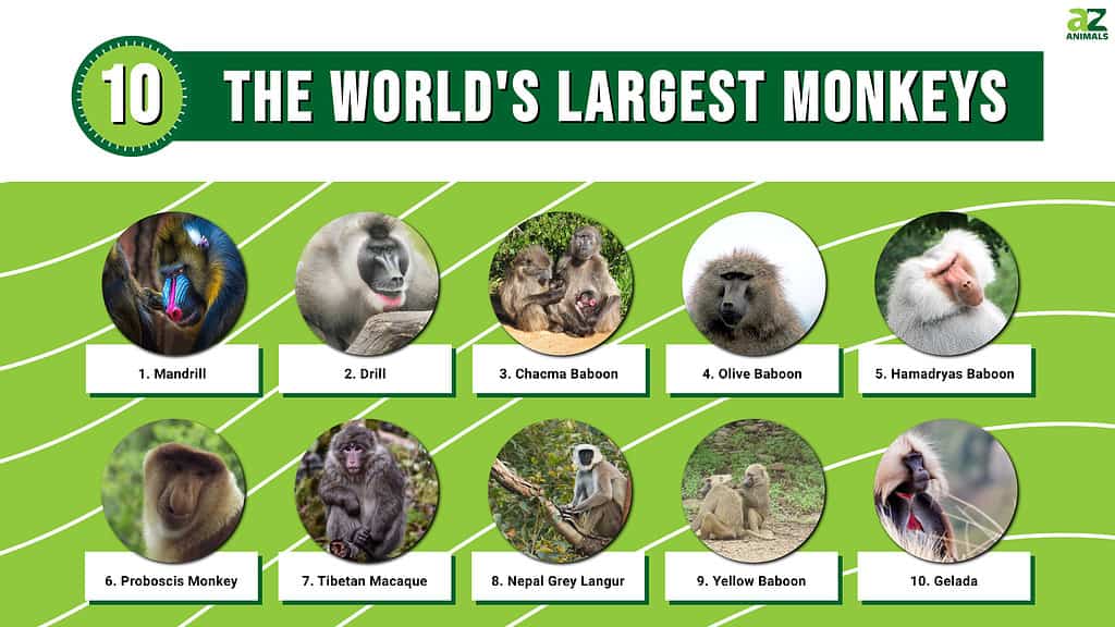Los 10 monos más grandes del mundo