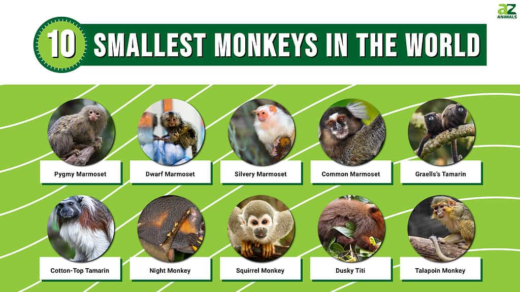 세계에서 가장 작은 10마리의 원숭이