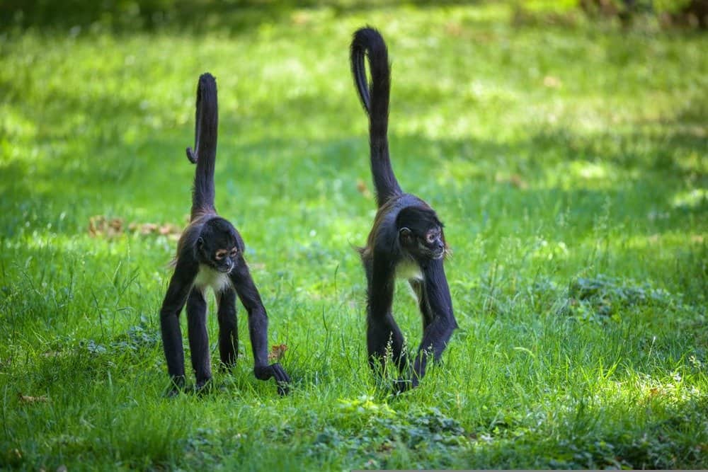 10 neverjetnih dejstev o pajkovih opicah