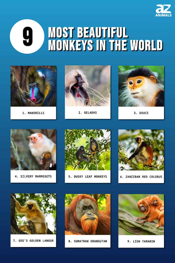 Os 9 monos máis fermosos do mundo