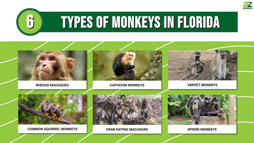 6 typer av apor i Florida