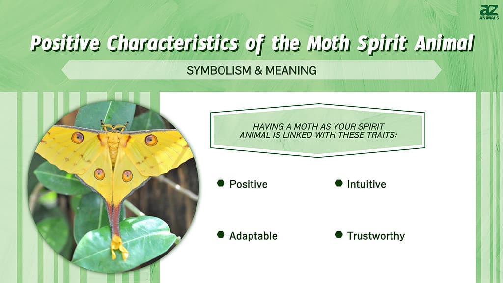 Moth Spirit Animal Symbolism &amp; amp; Merking