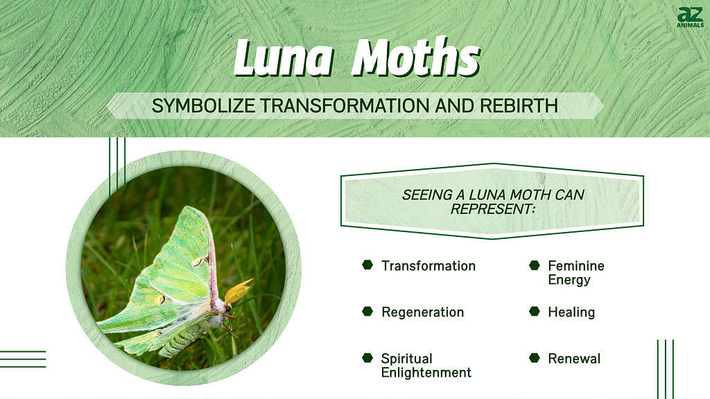 Untdek de Luna Moth betsjutting en symbolyk
