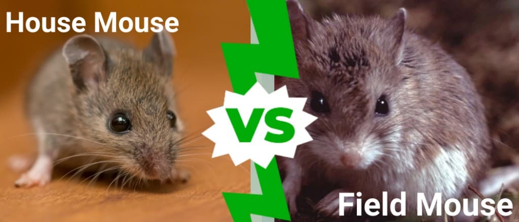 Ratón de campo frente a ratón doméstico: ¿cuál es la diferencia?