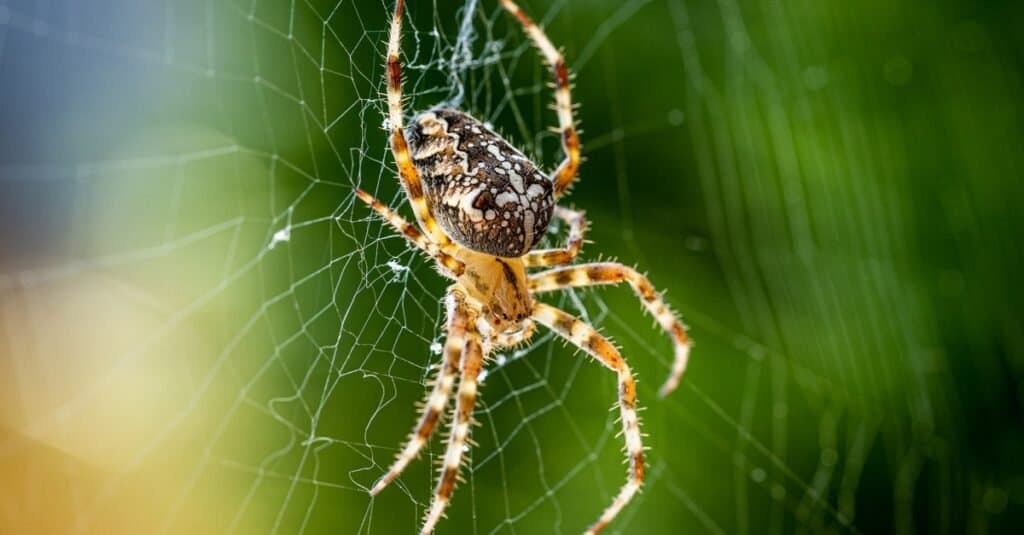 آیا عنکبوت های Orb Weaver سمی یا خطرناک هستند؟