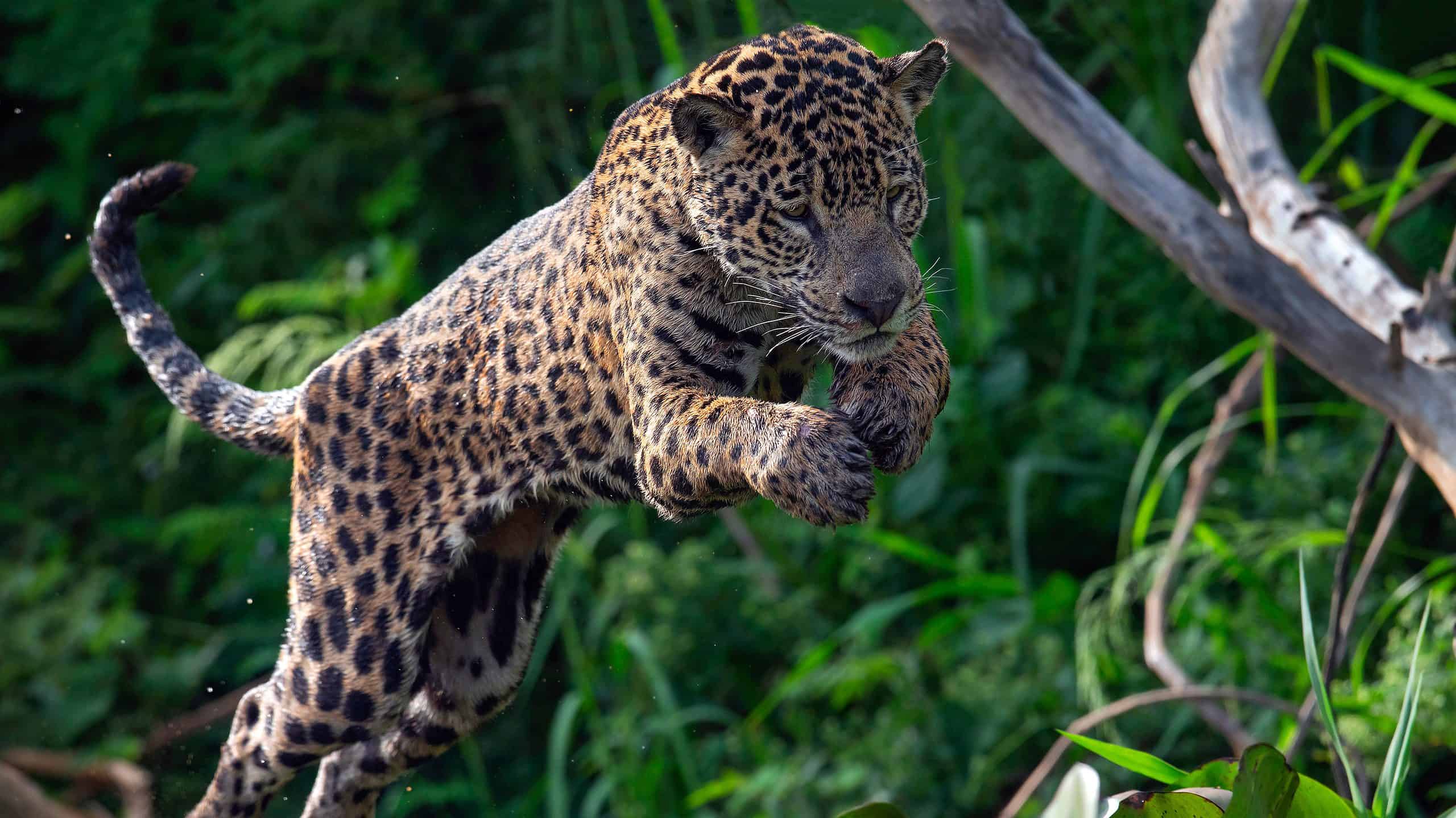 Jaguar un Panther: izskaidrotas 6 galvenās atšķirības