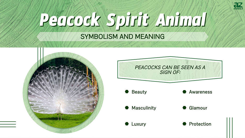 Životinjski simbolizam duha pauna &amp; Značenje