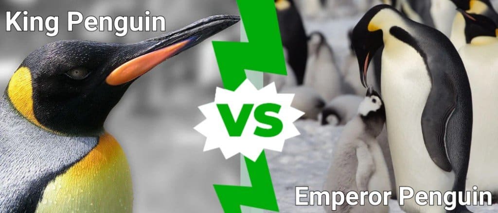 Kraljevski pingvin protiv carskog pingvina: koje su razlike?