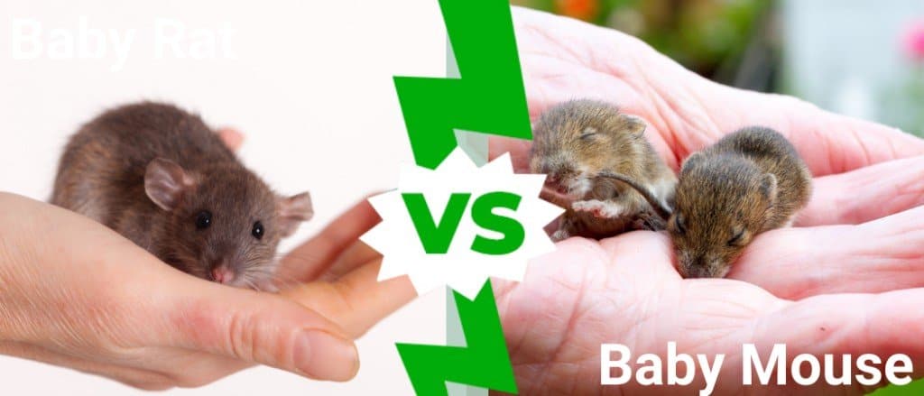 Детеныш мыши и детеныш крысы: в чем разница?
