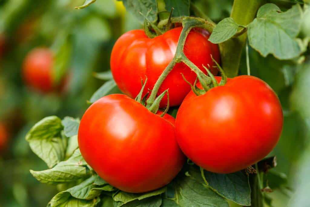 ¿Es el tomate una fruta o una verdura? Ésta es la respuesta