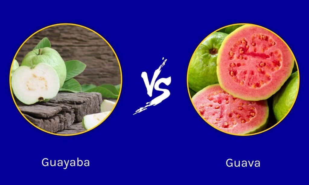 Guayaba vs goyave : quelle est la différence ?