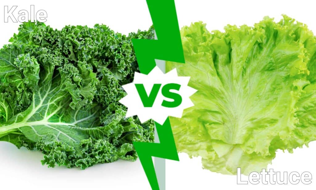 Kale vs. Leituga: cales son as súas diferenzas?