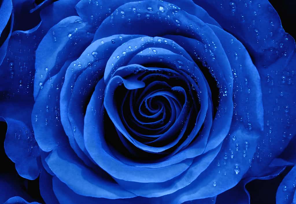 9種類の見事な青いバラ