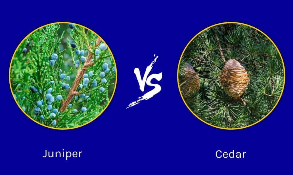 Juniper နှင့် Cedar - သော့ချက်ကွာခြားချက် 5 ခု