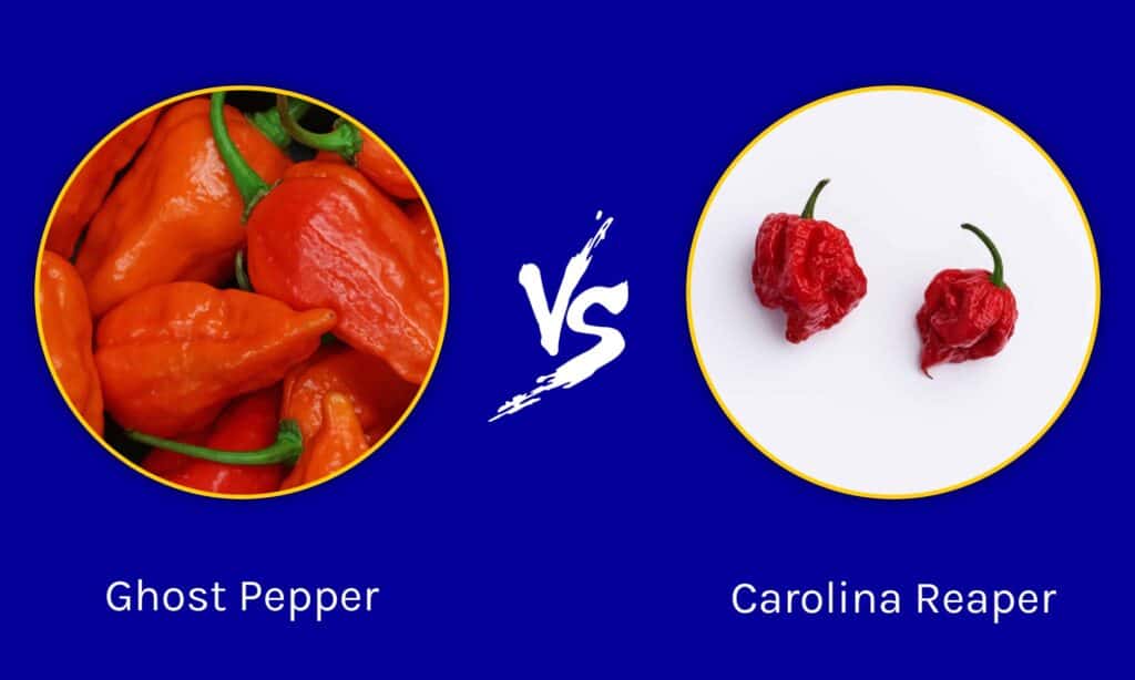 Ghost Pepper vs Carolina Reaper: Care este diferența?