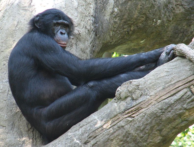 10 невероятных фактов о бонобо