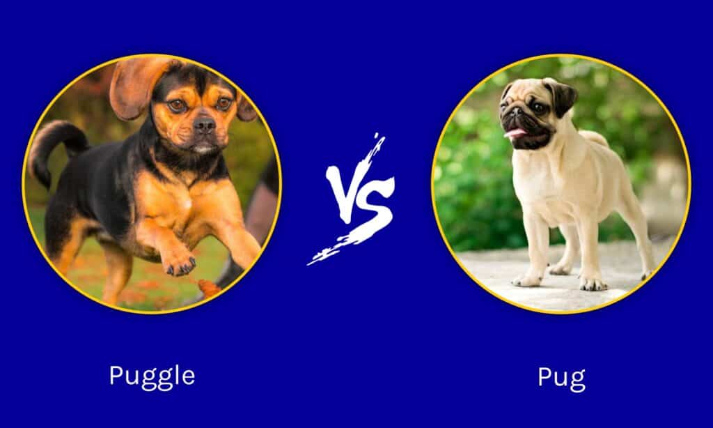Puggle vs Pug: Beth yw'r Gwahaniaeth?
