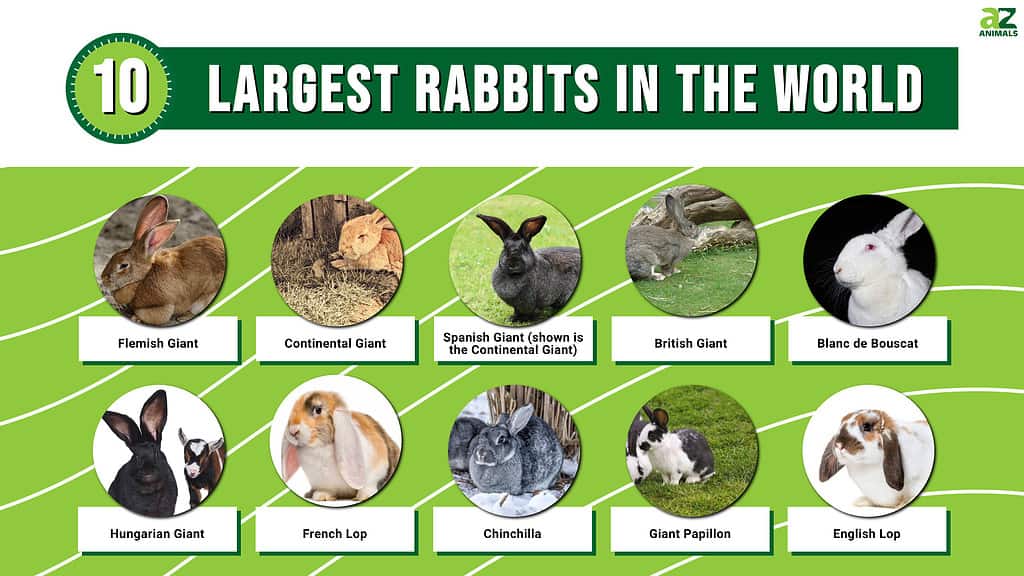 Les 10 plus grands lapins du monde