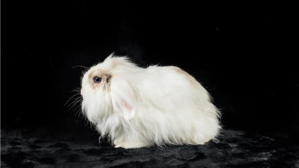 10 najbardziej uroczych ras królików uszatych
