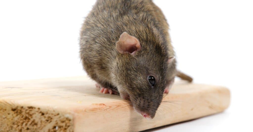 Rottide eluiga: Kui kaua rotid elavad?