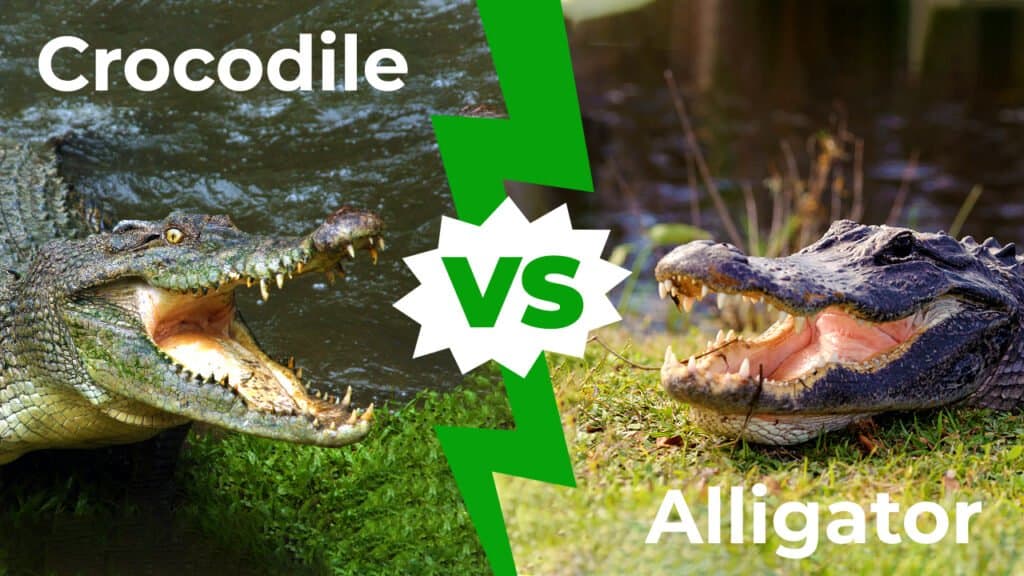 Алігатор проти крокодила: 6 ключових відмінностей і хто переможе в сутичці