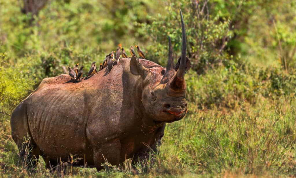 كم عدد وحيد القرن المتبقي في العالم؟