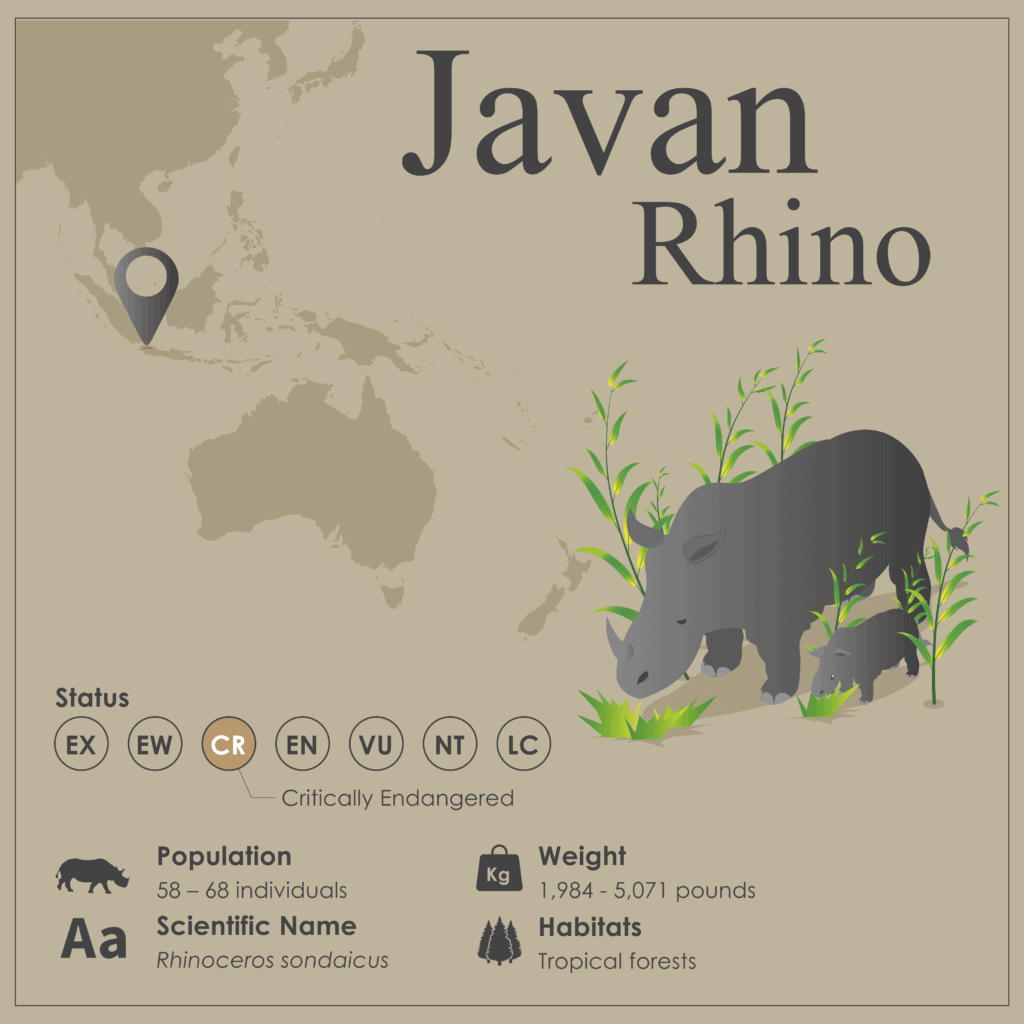 Découvrez l'état de conservation de chaque espèce de rhinocéros