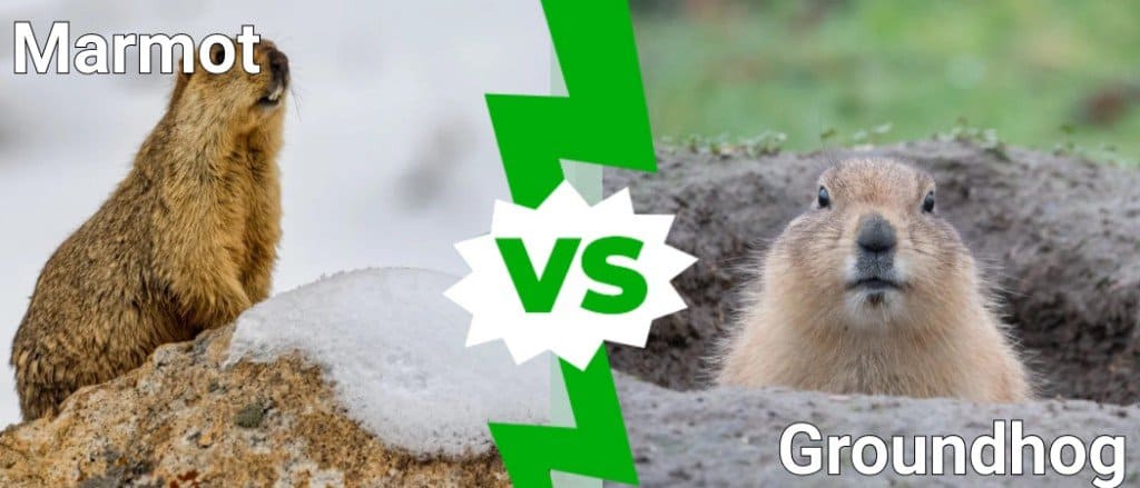 Marmot 대 Groundhog: 6가지 차이점 설명