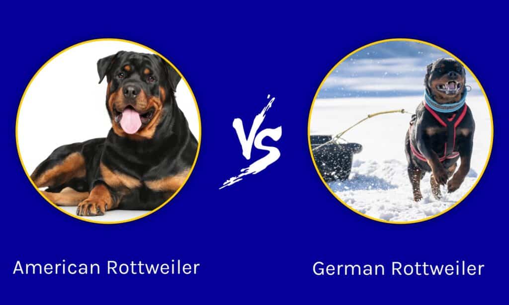 Tysk rottweiler vs amerikansk rottweiler: Vilka är skillnaderna?
