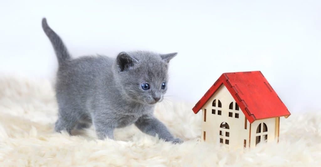 Prețurile pisicii albastre rusești în 2023: Costul de achiziție, facturile veterinare, &amp; Alte costuri