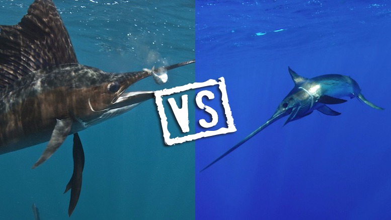 Pez vela vs pez espada: cinco diferencias principales explicadas
