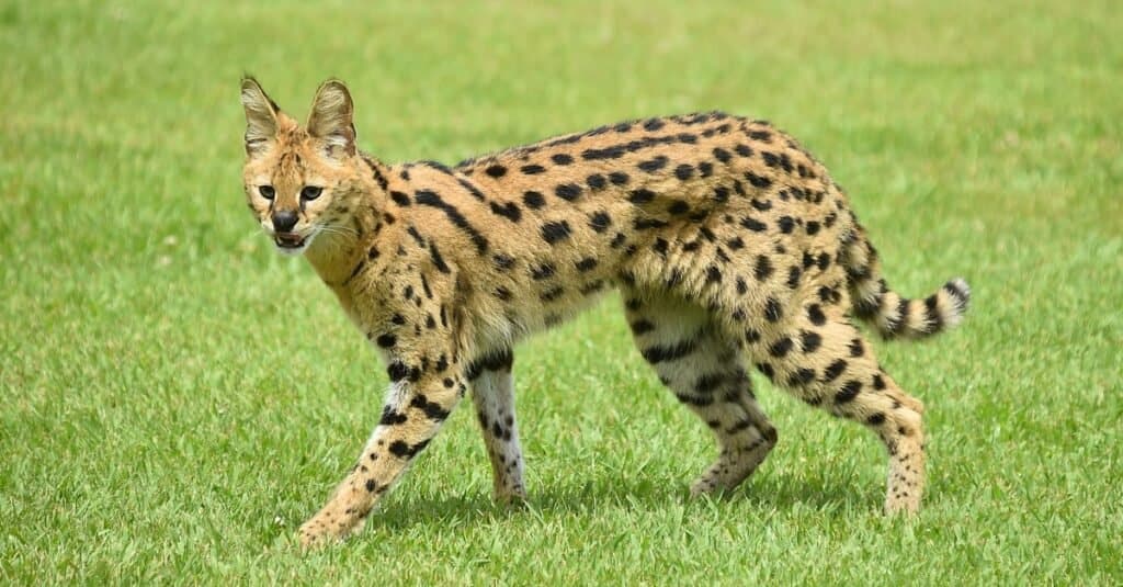Prix du chat serval en 2023 : coût d'achat, frais de vétérinaire et autres coûts