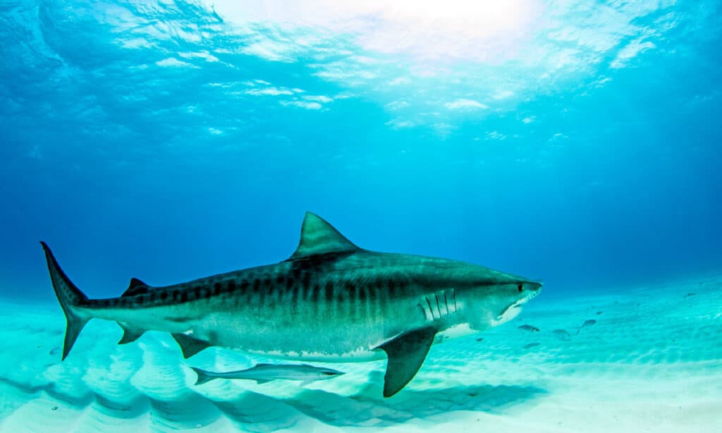 Sužinokite, kas nugalėjo tigrinio ryklio ir milžiniško kalmaro mūšyje
