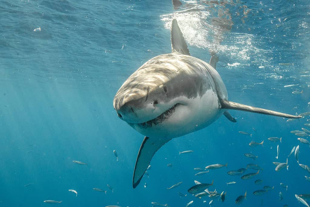 Tiburones de Nemo: Los tipos de tiburones de Buscando a Nemo