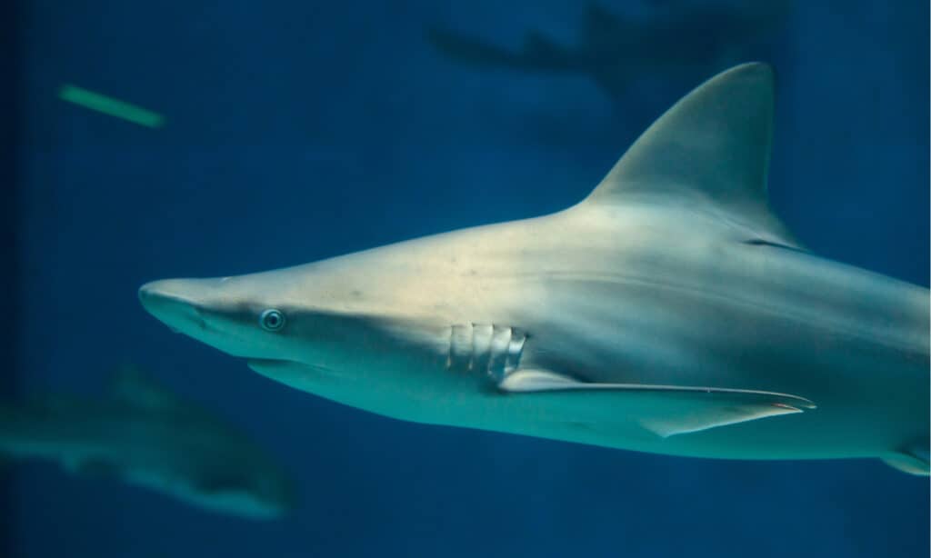 2022年南卡罗来纳州发生的5起鲨鱼袭击事件：发生地点和时间
