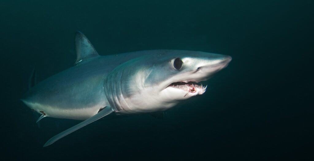 Ar Mako rykliai yra pavojingi ar agresyvūs?