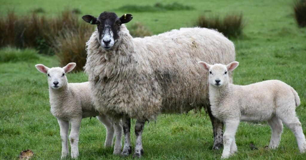 Lämmer und Schafe - 5 wichtige Unterschiede erklärt