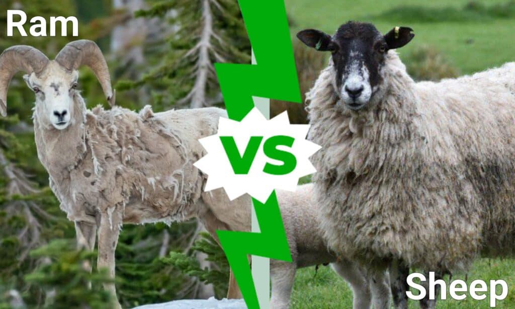 Rams VS Sheep: ມີຄວາມແຕກຕ່າງກັນແນວໃດ?