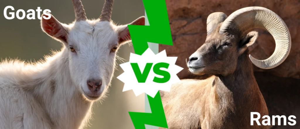 बकरी विरुद्ध राम: काय फरक आहे?