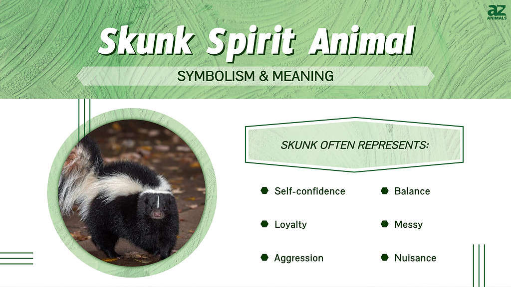 Skunk Espíritu Animal Simbolismo &amp; Significado