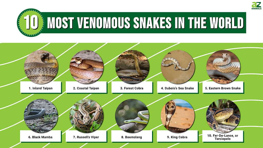De 10 mest giftige slangene i verden