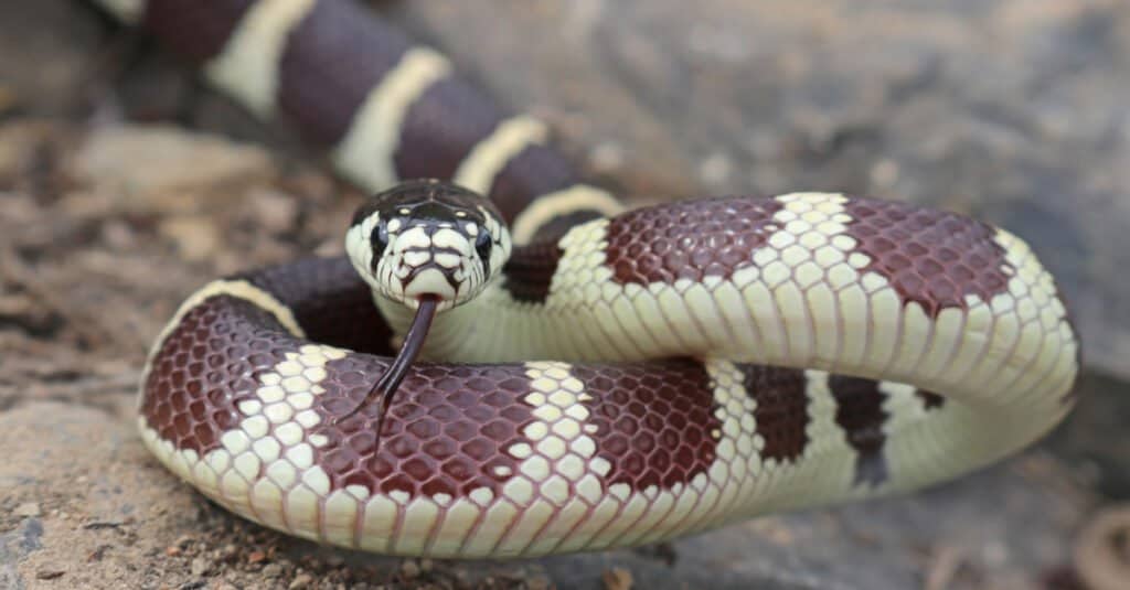 งูจงอางมีพิษหรืออันตรายหรือไม่?