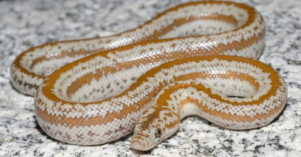Gli 11 serpenti più carini del mondo