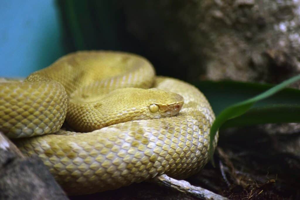 La isla de las serpientes: la verdadera historia de la isla más infestada de serpientes de la Tierra