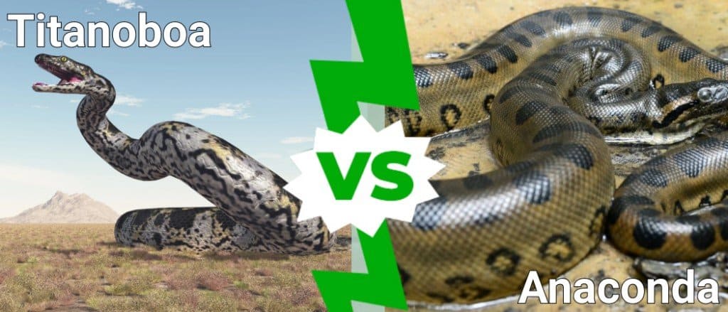 Titanoboa vs Anaconda: Cilat janë ndryshimet?